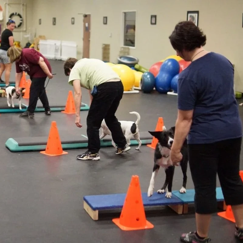 BoogieWoogieTails - small group training